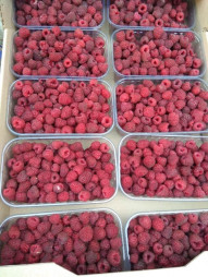 Плантация малины